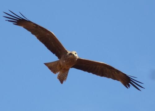 Black (Fork-tailed) Kite