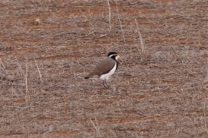 Banded Lapwing