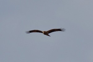 Black Kite