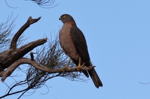 Brown Goshawk