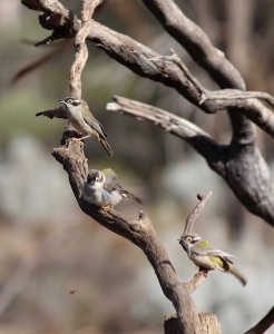 Brown-headed Honeyeater