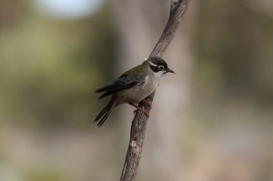 Brown-headed Honeyeater