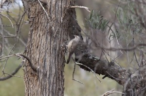 Brown Treecreeper