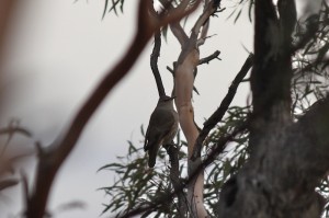 Brown Treecreeper