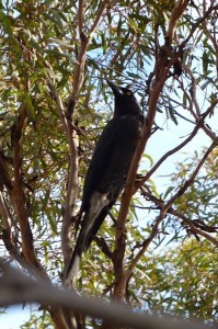 Grey Currawong