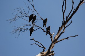 Dusky Woodswallows