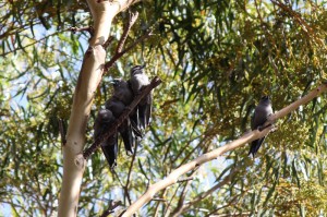 Dusky Woodswallows