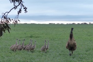 Emu with chicks