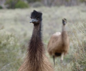 Emus