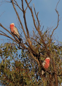 Galahs