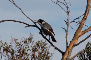 Grey Butcherbird