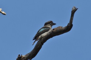 Kookaburra