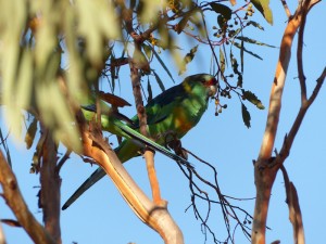 Mallee Ringneck Parrot