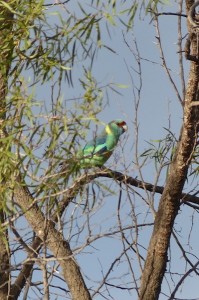 Mallee Ringneck Parrot