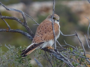 Nankeen Kestrel