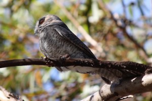 Owlet Nightjar