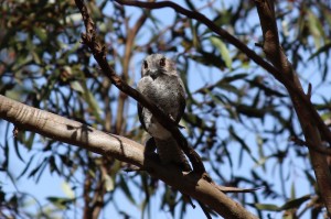 Owlet Nightjar