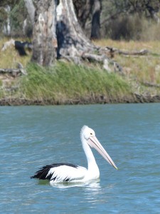 Pelican