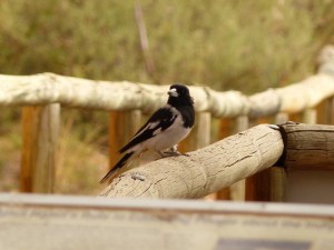 Pied Butcherbird