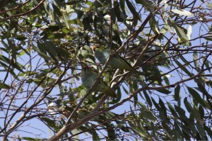 Purple-crowned Lorikeets