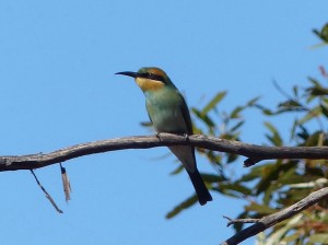 Rainbow Bee-eater