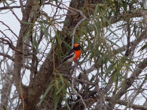 Red-capped Robin