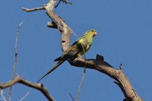 Regent Parrot