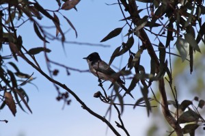 Restless Flycatcher