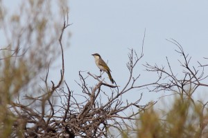 Singing Honeyeater