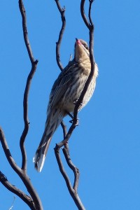 Spiny-Cheeked Honeyeater