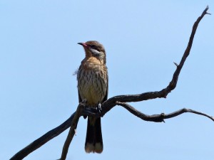 Spiny-Cheeked Honeyeater