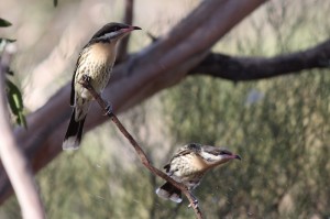 Spiny-cheeked Honeyeaters