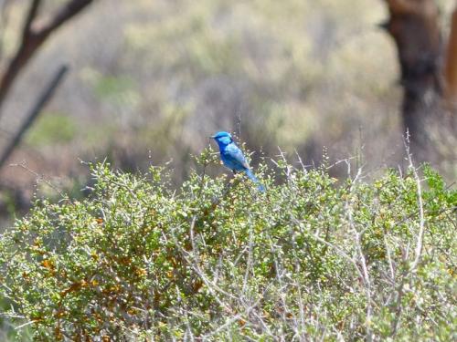 Splendid Fairy-wren