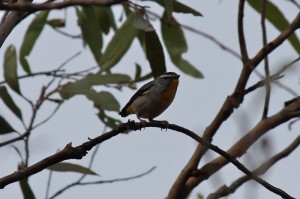 Spotted Pardalote