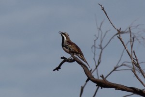 Quail-thrush