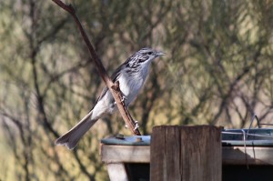 Striped Honeyeater