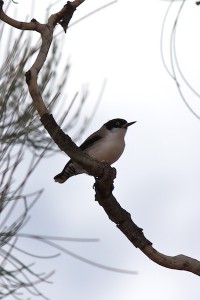 Varied Sitella