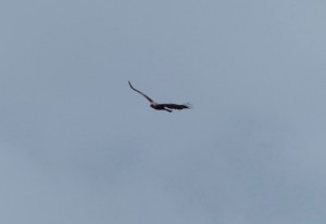 Wedge-tailed Eagle