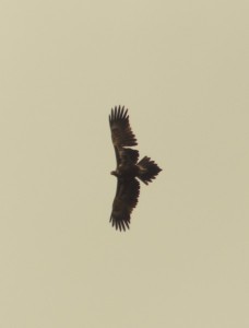 Wedge-tailed Eagle