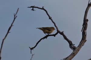 Weebill