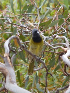 White-eared Honeyeater