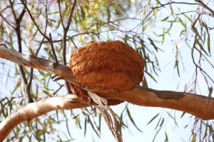 White-winged Chough's nest