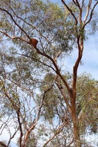 White-winged Chough's nest