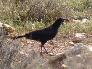 White-winged Chough