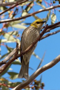 Yellow-plumed Honeyeater