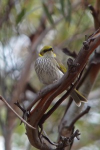 Yellow-plumed Honeyeater