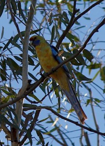 Yellow Rosella