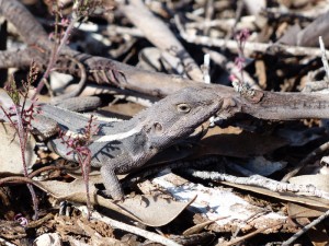 Nobby Lizard