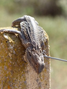 Bearded Dragon