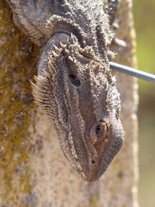 Bearded Dragon